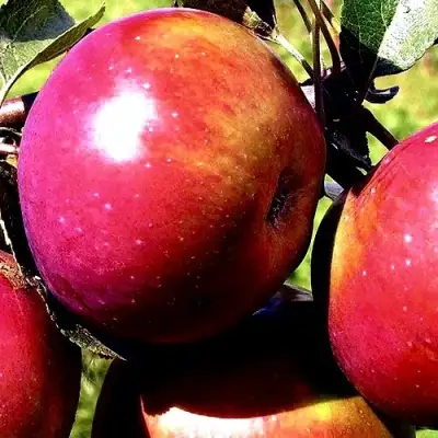 Яблоня ВЕСЯЛИНА в Рогачеве