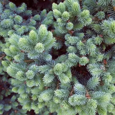 Ель ЭХИНИФОРМИС сизая в Рогачеве