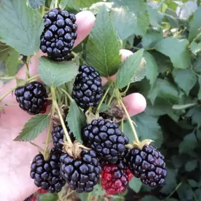 Ежевика ОУАЧИТА бесшипная  в Рогачеве