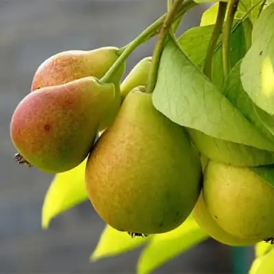 Груша СЕВЕРЯНКА в Рогачеве