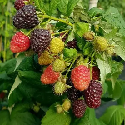 Малина БЛЭК ПОЛЬКА (ХЕБАН) в Рогачеве