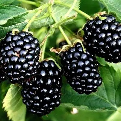 Ежевика ПРАЙМ АРК ТРЕВЕЛЕР ремонтантная  в Рогачеве