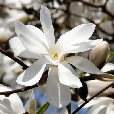 Магнолия ЛЕБНЕРА МЕРРИЛЛ в Рогачеве