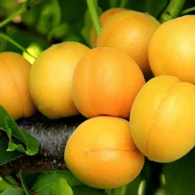 Абрикос ЦАРСКИЙ в Рогачеве