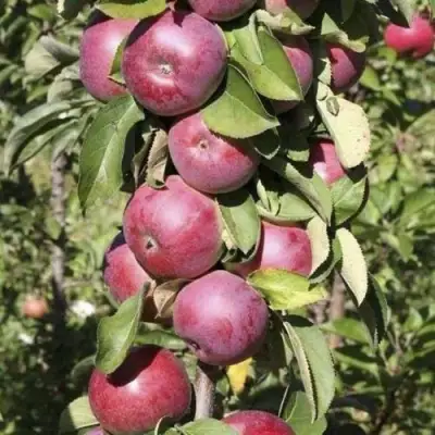 Яблоня ЕСЕНИЯ колонновидная в Рогачеве