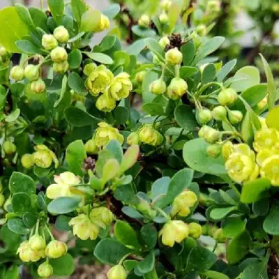 Барбарис КОБОЛЬД тунберга в Рогачеве