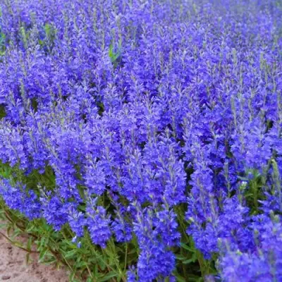 Вероника австрийская в Рогачеве