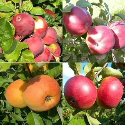 Комплект ЯБЛОНЕВЫЙ КВАРТЕТ в Рогачеве