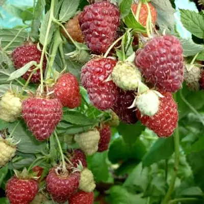 Малина ЖАР-ПТИЦА в Рогачеве