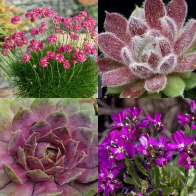 Комплект МИНИ САД в Рогачеве