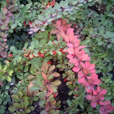 Барбарис ГРИН КАРПЕТ тунберга в Рогачеве