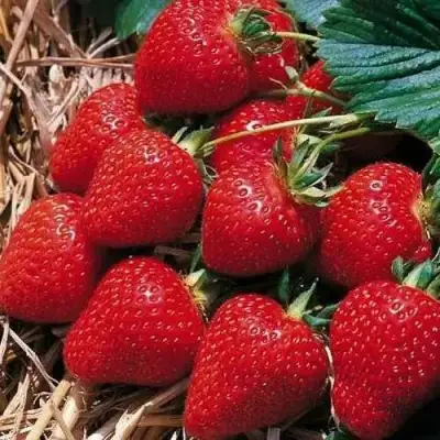 Клубника КИМБЕРЛИ в Рогачеве