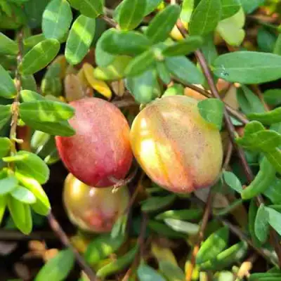 Клюква СТАНКОВИЧ в Рогачеве