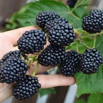 Ежевика ДЖАМБО бесшипная  в Рогачеве