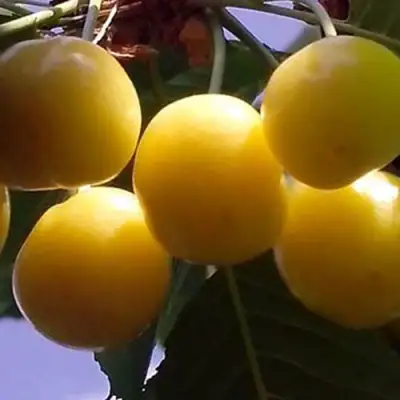 Черешня ЧЕРМАШНАЯ в Рогачеве