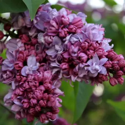 Сирень П.П.КОНЧАЛОВСКИЙ в Рогачеве