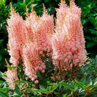 Астильба ЛУК ЭТ МИ японская в Рогачеве