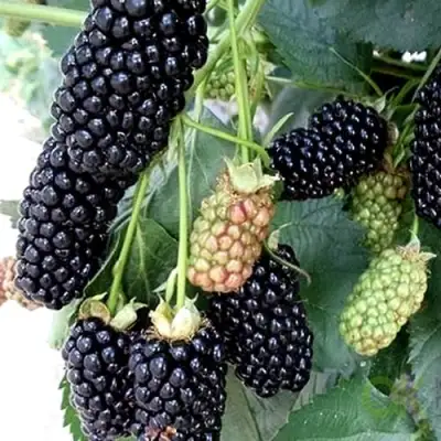 Ежевика ПРАЙМ АРК 45 ремонтантная   в Рогачеве