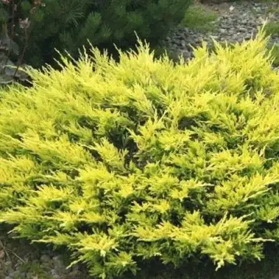 Можжевельник ЛАЙМ ГЛОУ горизонтальный  в Рогачеве