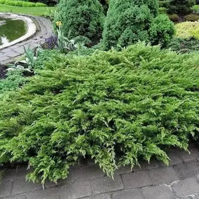 Можжевельник РОКЕРИ ДЖЕМ казацкий  в Рогачеве