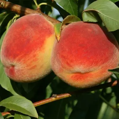 Персик МАРИЯ в Рогачеве