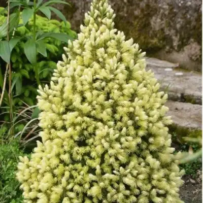 Ель МАЙГОЛД колючая в Рогачеве