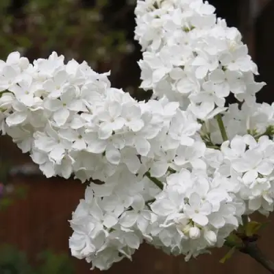 Сирень ФЛОРА в Рогачеве