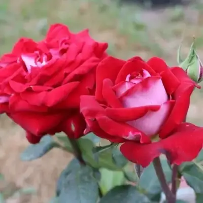 Роза АЛЬЯНС чайно-гибридная в Рогачеве