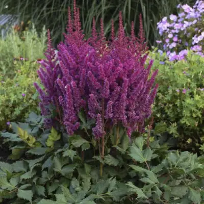 Астильба ВИЖНС китайская в Рогачеве