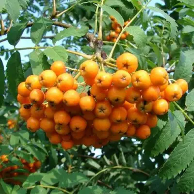 Рябина НЕВЕЖИНСКАЯ ЖЕЛТАЯ сладкоплодная в Рогачеве