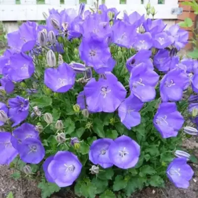 Колокольчик САНТА карпатский в Рогачеве