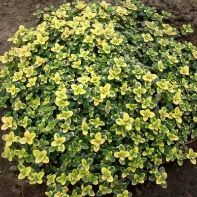 Тимьян ДОННА ВАЛЕЙ лимоннопахнущий в Рогачеве