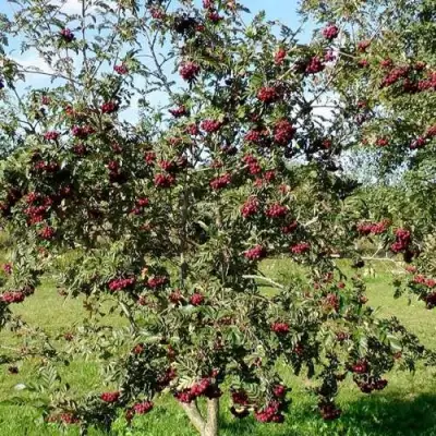 Рябина БУРКА сладкоплодная в Рогачеве