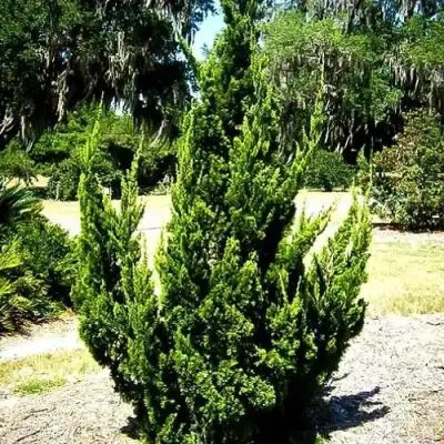 Можжевельник КАЙЗУКА китайский в Рогачеве