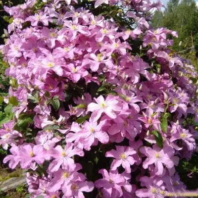 Клематис КОМТЕСС ДЕ БУШО в Рогачеве
