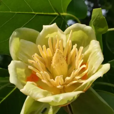 ЛИРИОДЕНДРОН тюльпанный в Рогачеве