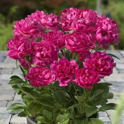 Пион ЛОНДОН травянистый в Рогачеве