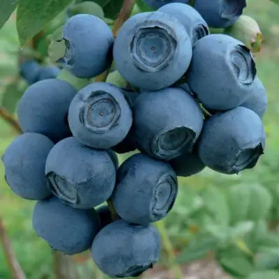 Голубика РУБЕЛ в Рогачеве