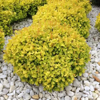 Барбарис БОНАНЗА ГОЛД тунберга в Рогачеве