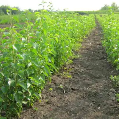 Подвой черешни ДИКАЯ ЧЕРЕШНЯ в Рогачеве