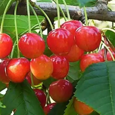 Черешня ДОНЧАНКА в Рогачеве