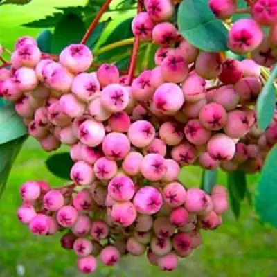 Рябина ПИНК сладкоплодная в Рогачеве