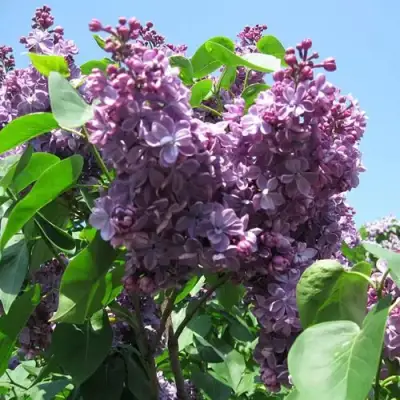 Сирень ВИОЛЕТТА в Рогачеве