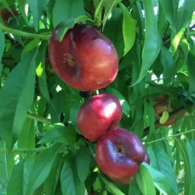 Нектарин ДОНАТ ИНЖИРНЫЙ в Рогачеве