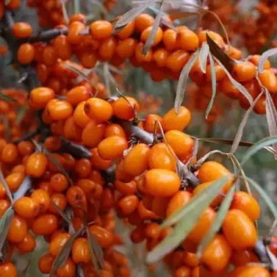 Облепиха ВОРОБЬЕВСКАЯ в Рогачеве