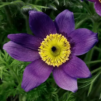 Прострел ПИНВИЛ БЛЮ ШЕЙДЕС в Рогачеве