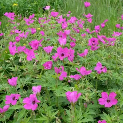 Герань РЕД АДМИРАЛ гибридная в Рогачеве