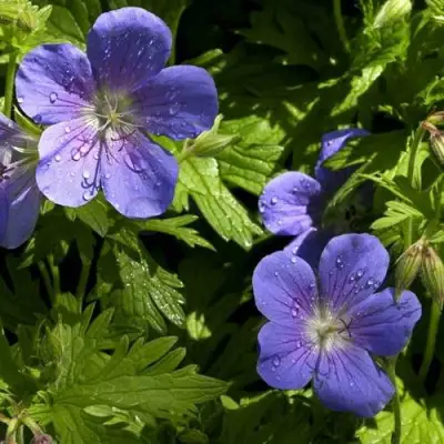 Герань БРУКСАЙД гибридная в Рогачеве