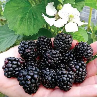 Ежевика РУБЕН ремонтантная  в Рогачеве