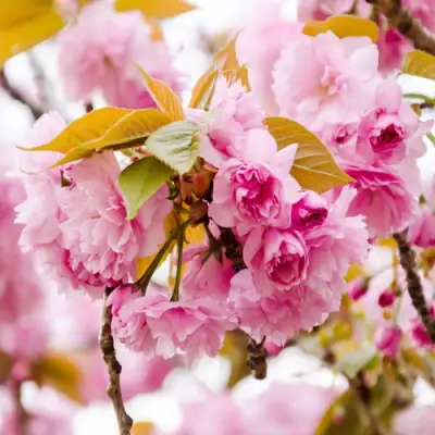 Сакура КАНЗАН в Рогачеве